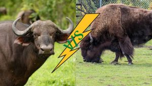 Bison vs Buffalo: What is the Difference